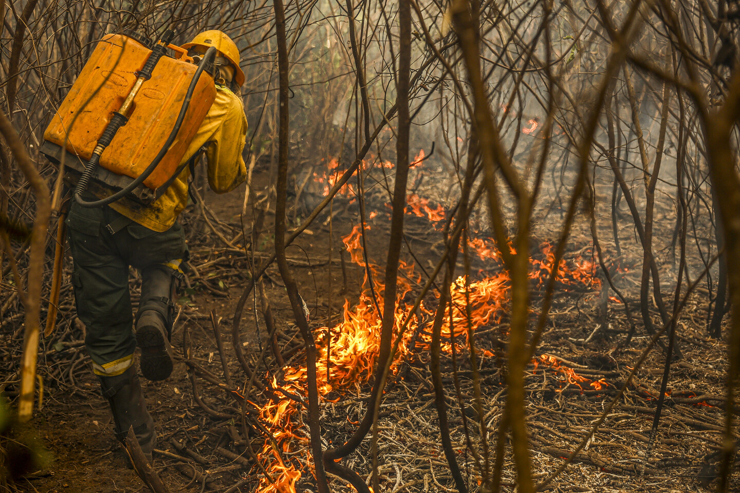 O Pantanal está enfrentando desde 2019 o período mais seco das últimas quatro décadas, reflexo da emergência climática associada ao desmatamento nas cabeceiras dos rios que banham o bioma  Marcelo Camargo/Agência Brasil 