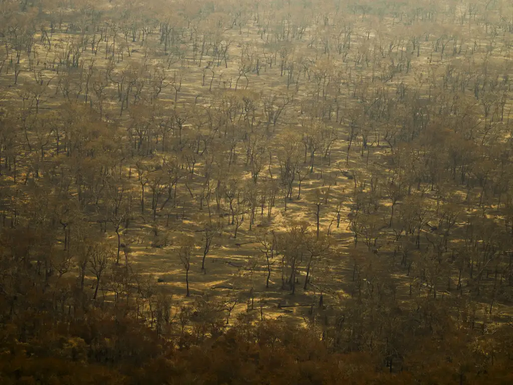 Porto Jofre (MT) - 17/11/2023  Detalhe de arvores queimadas durante incêndio florestal que atige o Pantanal. Foto: Joédson Alves/Agência Brasil