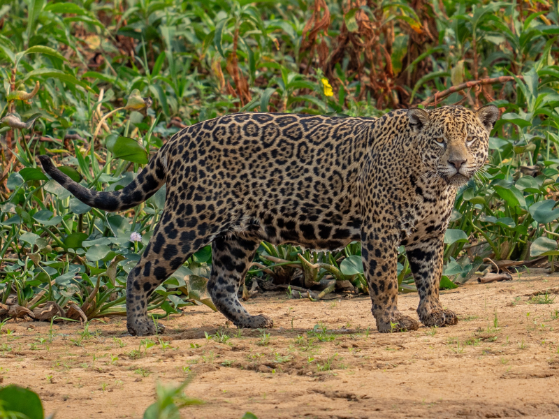 Onça Gisele. Foto: Benjamin James/Journey with Jaguars