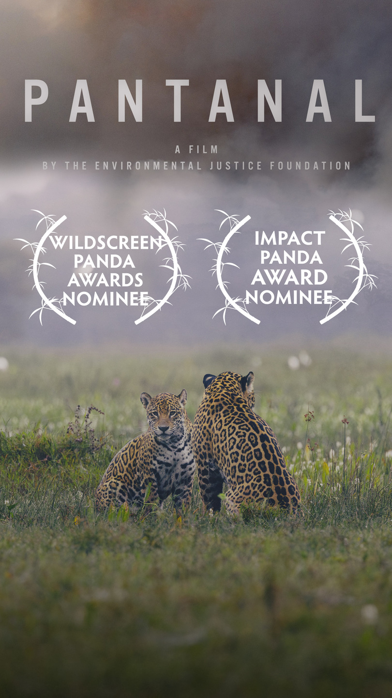 Doc Pantanal, indicado ao Panda Awards.