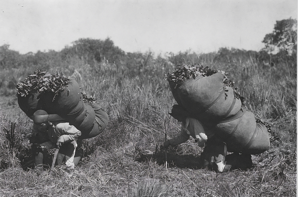 O trabalho nos ervais de Mato Grosso do Sul era intenso e manual, envolvendo corte, sapecagem e secagem da erva-mate. Trabalhadores enfrentavam longas jornadas na mata e condições precárias. Foto: Arquivo Público de Mato Grosso do Sul